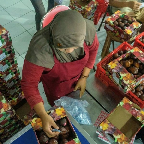 Export salak selection stage