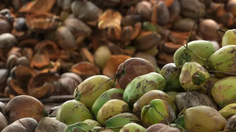 Indonesian coconut